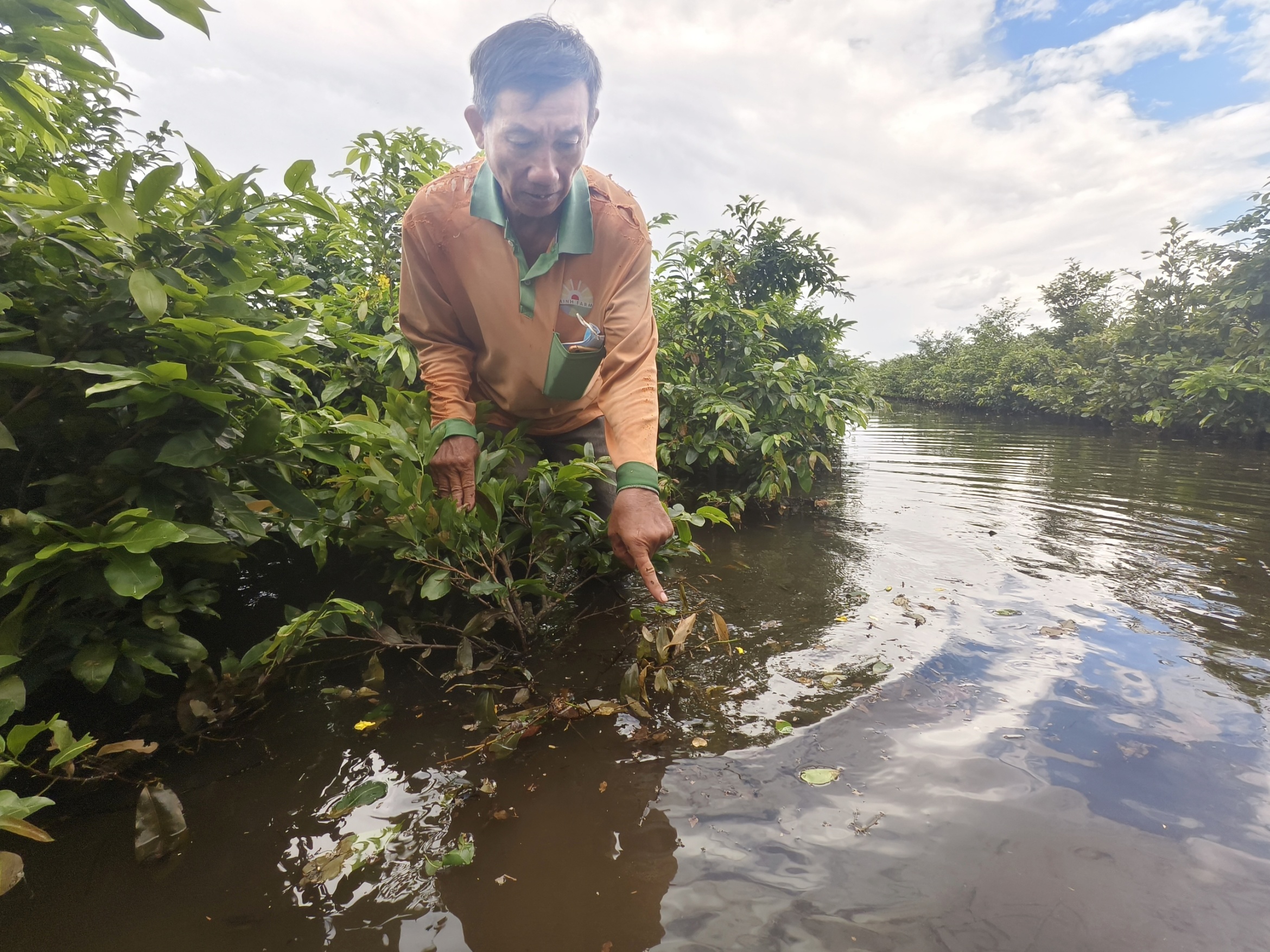 努力抽水拯救平利数十公顷被淹的黄花